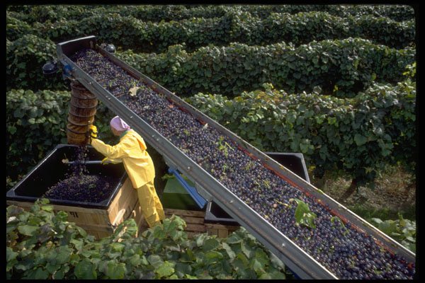 667073 Harvesting Concord Grapes, Upstate New York, U.S.A. A4 Photo Print