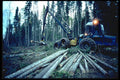667096 Logging Operation A4 Photo Print