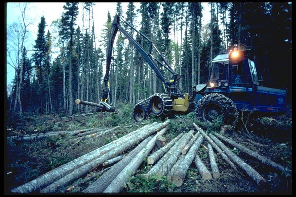 667096 Logging Operation A4 Photo Print