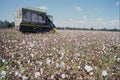 667099 Cotton Harvesting, Hartford, Alabama, U.S.A. A4 Photo Print