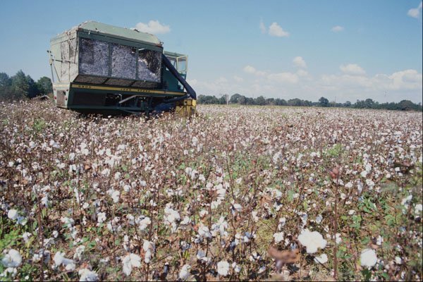 667099 Cotton Harvesting, Hartford, Alabama, U.S.A. A4 Photo Print