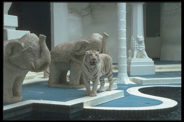 668002 Live White Tiger With Elephant Statues A4 Photo Print