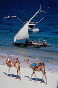 669024 Camels On Beach, Mombasa, Kenya A4 Photo Print