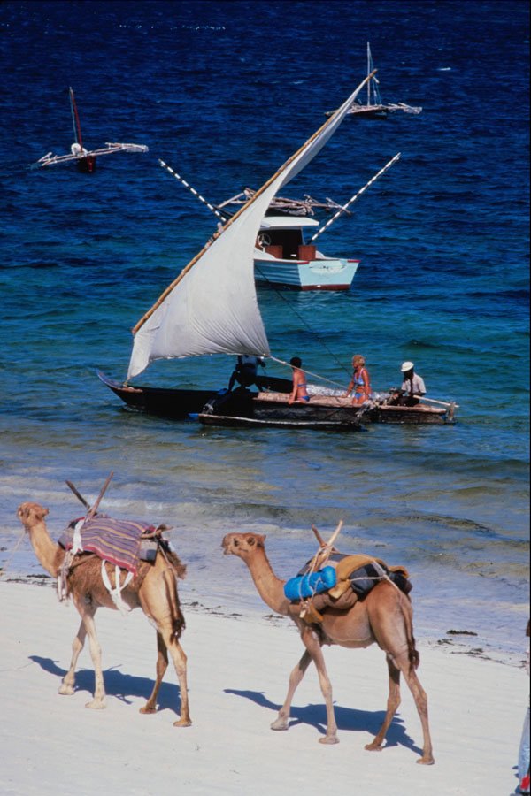 669024 Camels On Beach, Mombasa, Kenya A4 Photo Print