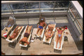 669038 Sunning On The Deck A4 Photo Print