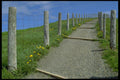 671017 Path Between Fence A4 Photo Print