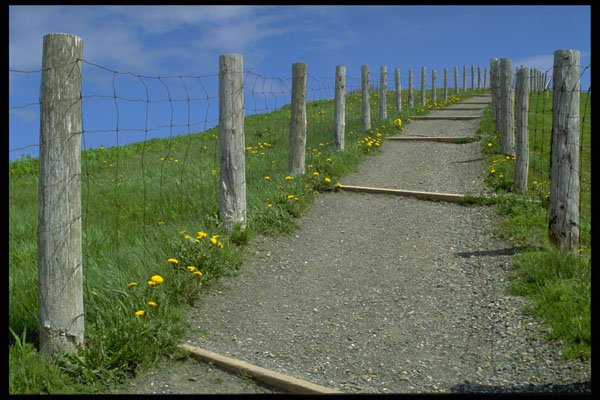 671017 Path Between Fence A4 Photo Print