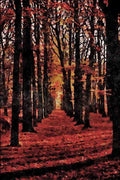 671037 Autumn Beech Wood, Rural Netherlands A4 Limited Edition Watercolour Print