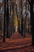 671037 Autumn Beech Wood, Rural Netherlands A4 Photo Print