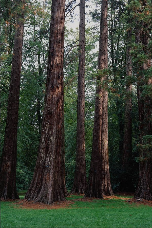 671077 Wellingtonia, Westonbirt Arboretum, England A4 Photo Print
