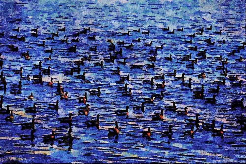 672002 Canadian Geese, Gravesend Bay, New York, U.S.A. A4 Limited Edition Watercolour Print