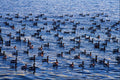 672002 Canadian Geese, Gravesend Bay, New York, U.S.A. A4 Photo Print