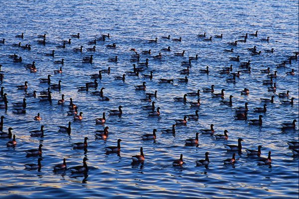 672002 Canadian Geese, Gravesend Bay, New York, U.S.A. A4 Photo Print