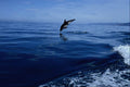 672021 Dusky Dolphins, Side View, Nose Dive A4 Photo Print