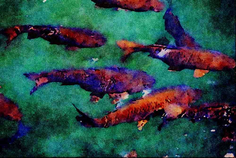 672028 Fish Background A4 Limited Edition Watercolour Print