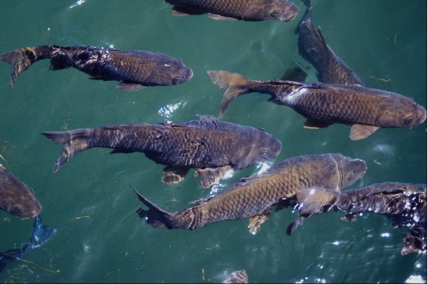 672028 Fish Background A4 Photo Print