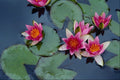 672030 Hardy Water Lily, Red, Nymphaea Laydekeri A4 Photo Print