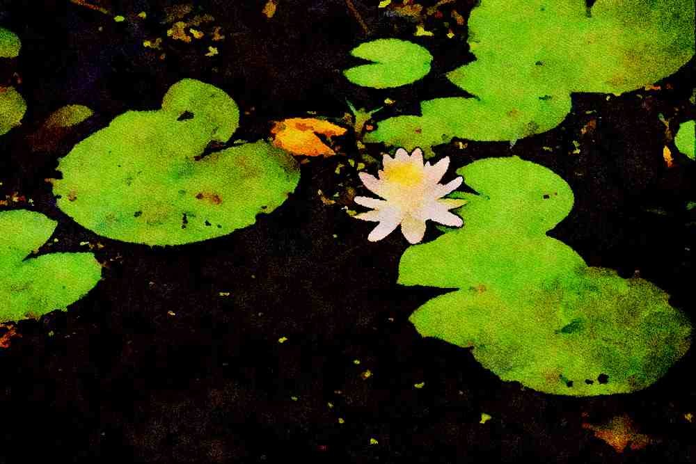 672042 Water Lily, Ile Du Marais, Ste Catherine de Hatley, Quebec A4 Limited Edition Watercolour Print