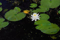 672042 Water Lily, Ile Du Marais, Ste Catherine de Hatley, Quebec A4 Photo Print