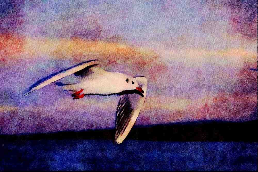 672057 Black headed Gull In Flight A4 Limited Edition Watercolour Print