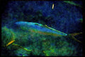 672061 Large Fish At Sea Life Park, Oahu, Hawaii, U.S.A. A4 Limited Edition Watercolour Print