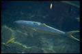 672061 Large Fish At Sea Life Park, Oahu, Hawaii, U.S.A. A4 Photo Print