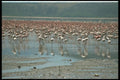 672064 Flamingos, Lake Nakuru, Kenya A4 Photo Print