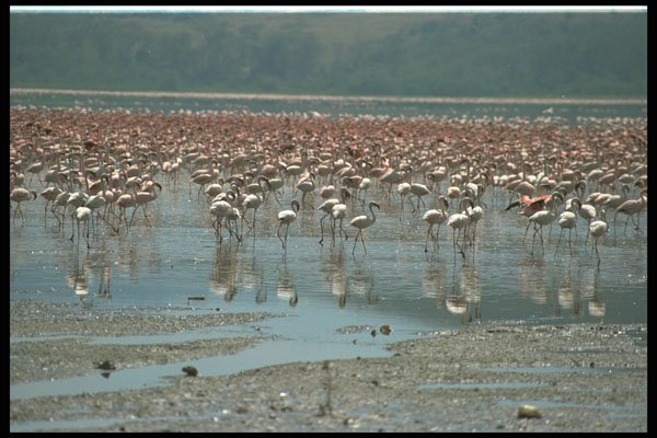 672064 Flamingos, Lake Nakuru, Kenya A4 Photo Print