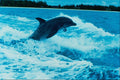672074 Bottlenose Dolphin (Tursiops Truncatus), Bahama Islands A4 Photo Print