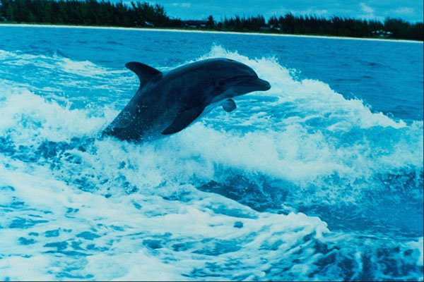 672074 Bottlenose Dolphin (Tursiops Truncatus), Bahama Islands A4 Photo Print