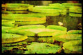 672086 Victoria, Giant Water Lily A4 Limited Edition Watercolour Print