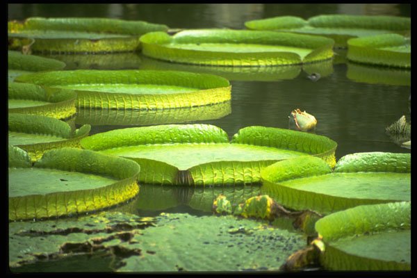 672086 Victoria, Giant Water Lily A4 Photo Print