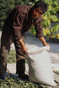 673083 Worker Gathering Leaves, Koryo Museum, Kaesong, N. Korea A4 Photo Print
