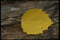 674000 Dewdrops A4 Photo Print