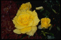 674001 Rose Sunsprite  A4 Photo Print