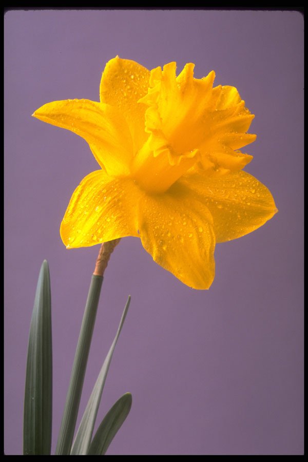 674002 Daffodil A4 Photo Print