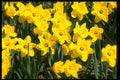 674003 Daffodils A4 Photo Print