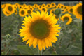 674004 Sunflowers A4 Photo Print
