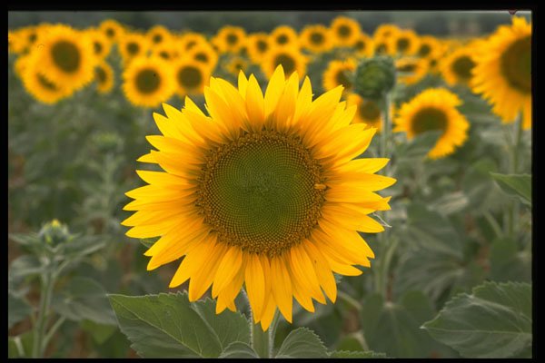 674004 Sunflowers A4 Photo Print