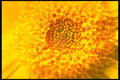674005 Marigold Close up A4 Photo Print