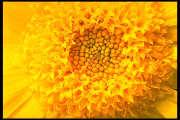 674005 Marigold Close up A4 Photo Print