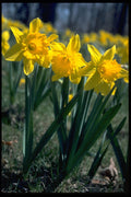 674006 Daffodil Cluster A4 Photo Print