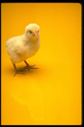 674007 Baby Chick On Yellow Background A4 Photo Print