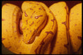 674008 Yellow tree Python, Baby A4 Photo Print