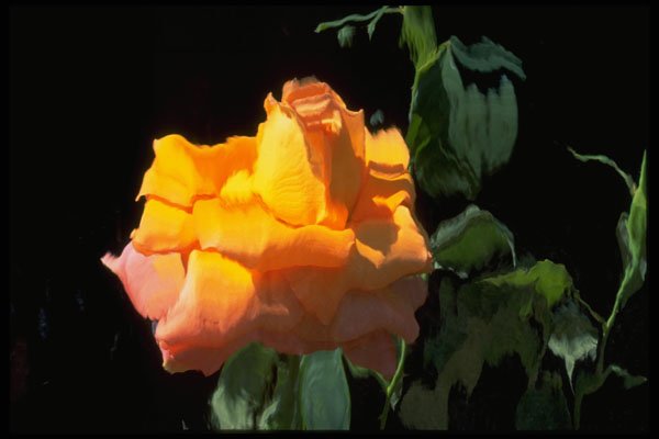 674013 Yellow Rose Horizontal Water Glass Duplicate A4 Photo Print