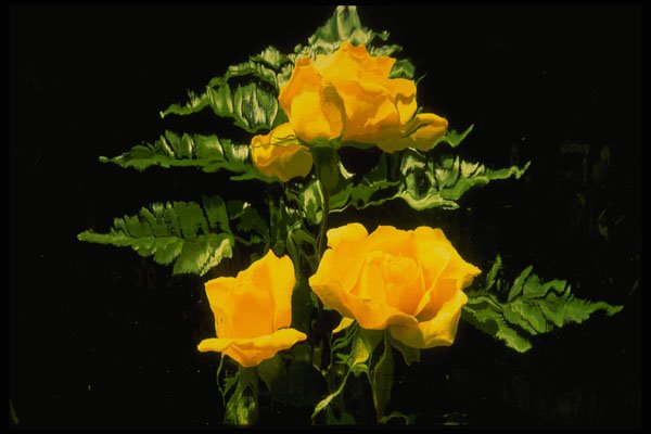 674014 Three Yellow Roses A4 Photo Print
