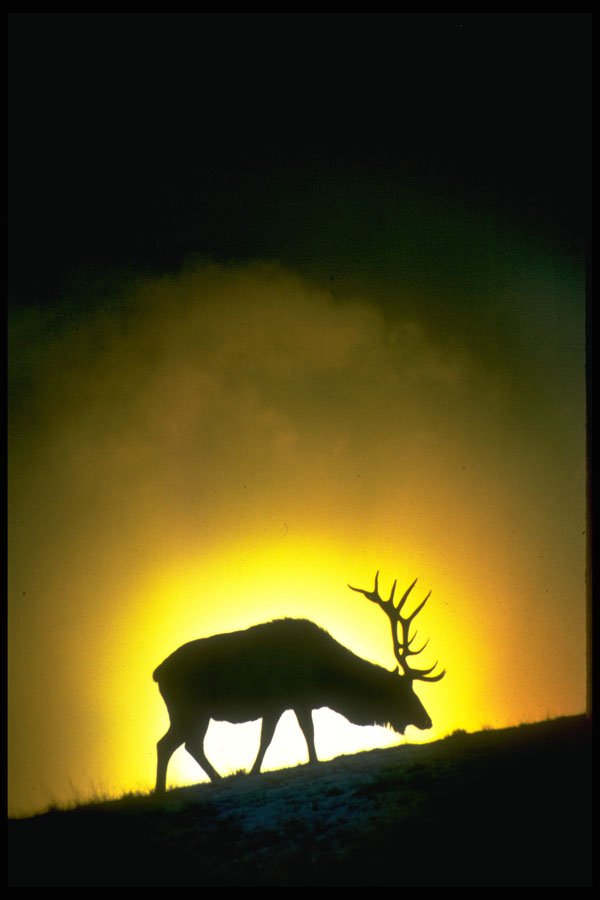 674023 Rocky Mountain Bull Elk, Yellowstone National Park A4 Photo Print