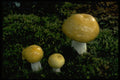 674027 Yellow Swamp Russula (Russula Claroflava) A4 Photo Print