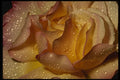 674028 Dewy, Dusty Yellow Rose A4 Photo Print