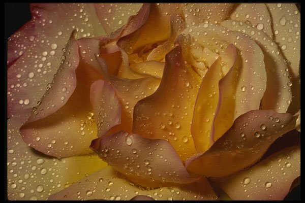 674028 Dewy, Dusty Yellow Rose A4 Photo Print